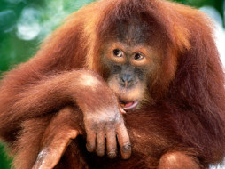 Sumatran Orangutan     1600x1200 sumatran, orangutan, , 