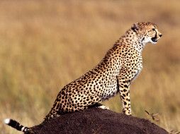 posture, cheetah, , 