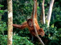 King Of The Jungle, Sumatran     1600x1200 king, of, the, jungle, sumatran, , 