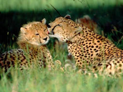 Grooming Cheetahs, Kenya     1600x1200 grooming, cheetahs, kenya, , 