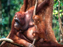 Training, Borneo Orangutans     1600x1200 training, borneo, orangutans, , 