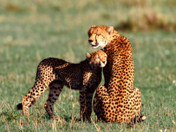 Nuzzling, Cheetahs     1600x1200 nuzzling, cheetahs, , 