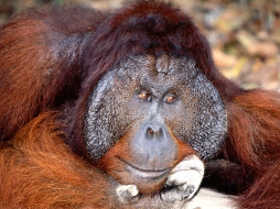 Daydreaming, Bornean Orangutan     1600x1200 daydreaming, bornean, orangutan, , 