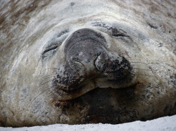 Southern Elephant Seal, Falklands     1600x1200 southern, elephant, seal, falklands, , , , 