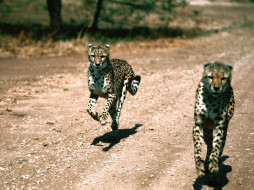 in, pursuit, cheetahs, , 