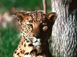 Eye to Eye, Leopard     1600x1200 eye, to, leopard, , , , , 