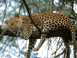 Cat Nap, Leopard, Africa     1600x1200 cat, nap, leopard, africa, , , , , , 