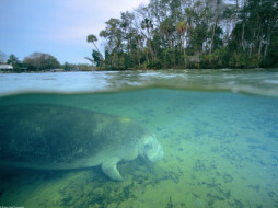 west, indian, manatee, crystal, river, florida, , , , 