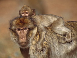 Barbary Macaques, Morocco     1600x1200 barbary, macaques, morocco, , 