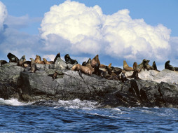 Sun Bathing, Steller Sea Lions, Alaska     1600x1200 sun, bathing, steller, sea, lions, alaska, , , , , 