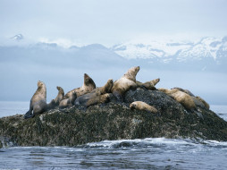 Steller Sea Lions, Alaska     1600x1200 steller, sea, lions, alaska, , , , , 