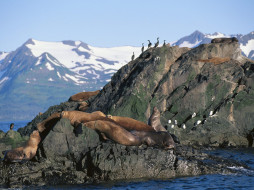 Stellar Sea Lions, Sea Gulls and Cormorants, Alaska     1600x1200 stellar, sea, lions, gulls, and, cormorants, alaska, , , , , 