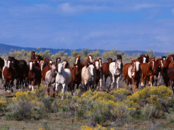 Herd of Horses     1600x1200 herd, of, horses, , 