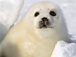 Baby Harp Seal, Magdalen Islands, Nova Scotia     1600x1200 baby, harp, seal, magdalen, islands, nova, scotia, , , , , 