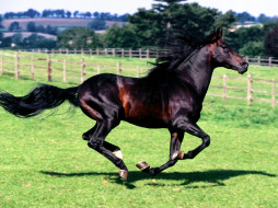 Full Stride, Spanish Horse     1600x1200 full, stride, spanish, horse, , 