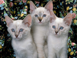 Siamese Kittens     1600x1200 siamese, kittens, , 
