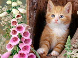 Ginger Cat and Foxgloves     1600x1200 ginger, cat, and, foxgloves, , 