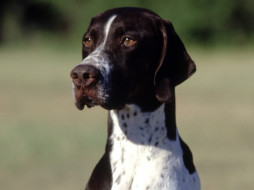Polly the Pointer, White and Liver     1600x1200 polly, the, pointer, white, and, liver, , 