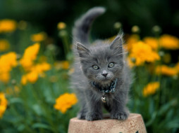 Garden Keeper, Gray Kitten     1600x1200 garden, keeper, gray, kitten, , 