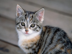 Tabby Kitten     1600x1200 tabby, kitten, , 