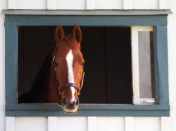 Thoroughbred Race Horse, Lexington, Kentucky     1600x1200 thoroughbred, race, horse, lexington, kentucky, , 