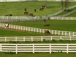 Thoroughbred Horses, Lexington, Kentucky     1600x1200 thoroughbred, horses, lexington, kentucky, , 