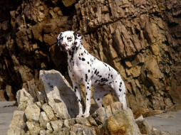 Dalmatian on Rocky Beach     1600x1200 dalmatian, on, rocky, beach, , 
