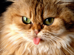 Cat got your Tongue     1600x1200 cat, got, your, tongue, , 