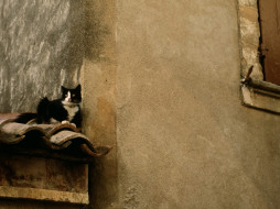 cat, on, the, roof, lacoste, france, , 