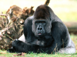 Chilling Out, Western Lowland Gorilla     1600x1200 chilling, out, western, lowland, gorilla, , 