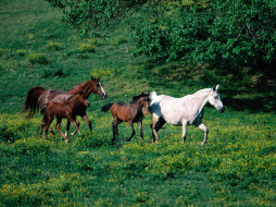 Morning Jog, Arabian Horses     1600x1200 morning, jog, arabian, horses, , 