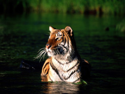 Taking a Dip, Bengal Tiger     1600x1200 taking, dip, bengal, tiger, , 