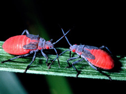 Dueling Bugs, Palm Beach County, Florida     1600x1200 dueling, bugs, palm, beach, county, florida, , 