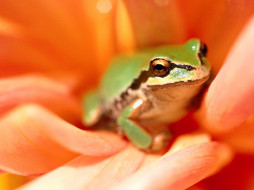 Tree Frog, Amazon Rain Forest     1600x1200 tree, frog, amazon, rain, forest, , 