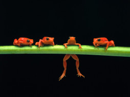hang, in, there, red, tree, frogs, , 