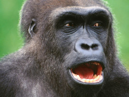 Lowland Gorilla     1600x1200 lowland, gorilla, , 