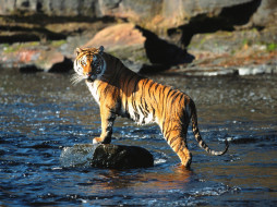 The Director, Bengal Tiger     1600x1200 the, director, bengal, tiger, , 