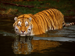 Swimming Tiger     1600x1200 swimming, tiger, , 
