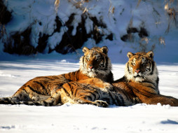 Lounging, Siberian Tiger Pair обои для рабочего стола 1600x1200 lounging, siberian, tiger, pair, животные, тигры