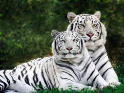 white, phase, bengal, tigers, , 