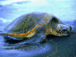 hawaiian, sea, turtle, , 