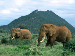African Elephants, Africa     1600x1200 african, elephants, africa, , 
