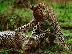 Leopards, Maasai Mara, Kenya, Africa     1600x1200 leopards, maasai, mara, kenya, africa, , 