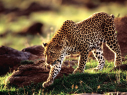 moving, forward, african, leopard, , 