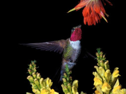 Broadtail Hummingbird     1024x768 broadtail, hummingbird, , 