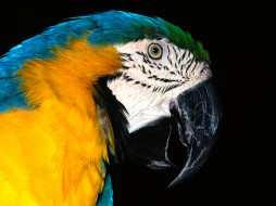 blue, and, yellow, macaw, , 