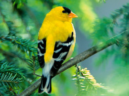 american, goldfinch, , 