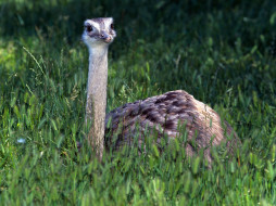 Baby Ostrich     1600x1200 baby, ostrich, , 