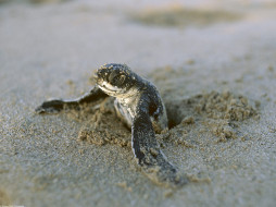 First Break, Leatherback Turtle, Costa Rica     1600x1200 first, break, leatherback, turtle, costa, rica, , 