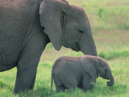african, elephants, amboseli, national, park, kenya, , 